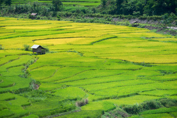 Obraz premium Green Terraced Rice Field in Nan, Thailand.