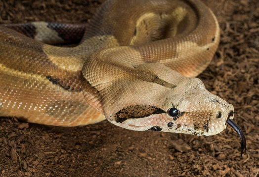 Boa constrictor imperator. Mutational form Hypo Jungle. Albino – male. Snake shows her tongue