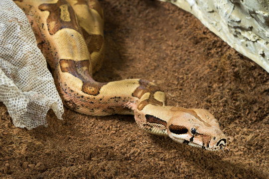 Boa constrictor imperator. Mutational form Hypo Jungle. Albino. Female. Snake next to her old skin