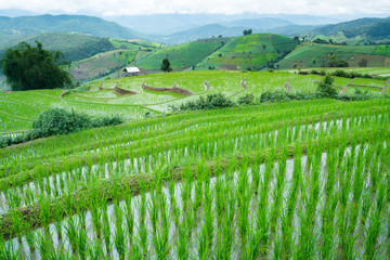 transplant rice terrace seedlings field in Ban Pa Bong Piang, Chiagmai, Thailand.