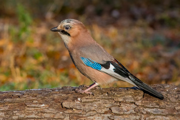 bird, nature, wildlife, jay