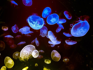 close up of  large bright colorful jellyfishes swimming in the dark water of aquarium.