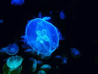 close up of  large bright colorful jellyfishes swimming in the dark water of aquarium.