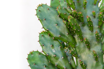 green background with cactus texture
