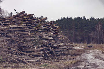 A huge heap of felled trees against the forest background. The concept of ecology and nature protection