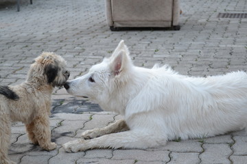 Weißer Schäferhund Bolonka
