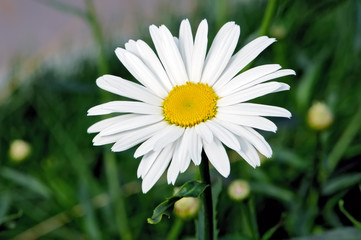 One white chamomile against background of a green grass