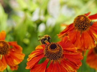 Rudbeckia 