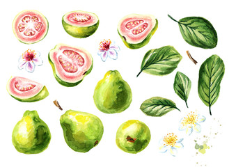 Big guava elements set. Watercolor hand drawn illustration, isolated on white background