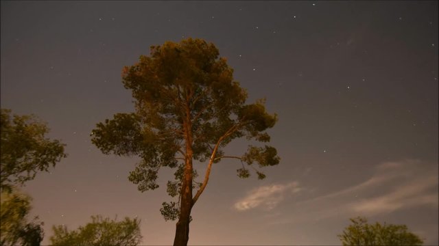 time lapse of night sky behind tree
