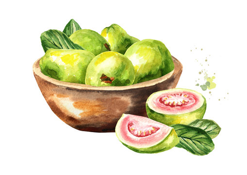 Bowl with guava fruits. Watercolor hand drawn illustration