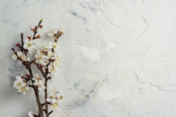 Flowering Apricot Sprig on the White Background.