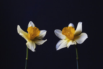 Stylish minimalist still life with Narcissus on a dark background