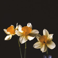 Stylish minimalist still life with Narcissus on a dark background