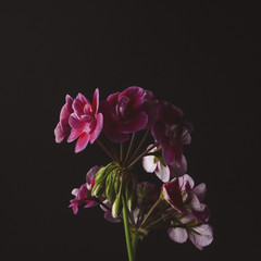 Beautiful House Flower On The Black Background. Pink Geranium.