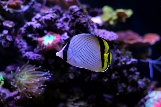 Vagabond Butterfly fish in reef aquarium tank 
