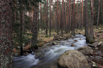 ​Eco-trail Beli Iskar / Rila mountain Bulgaria