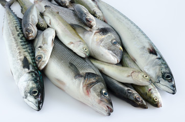Freckled fish varied on white background.