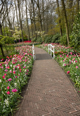 romantic path in the park between blooming colorful tulips and