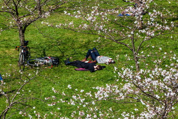 Rest in Sakura Garden