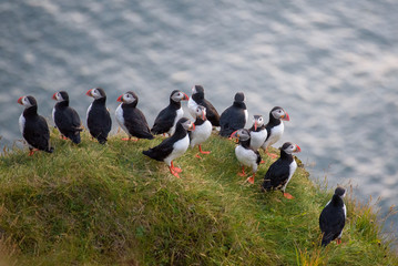 Puffins - Pulcinelle di mare