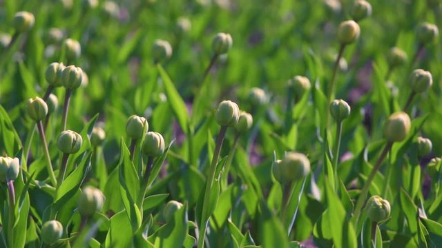 Many green buds of tulips growing on flowerbed in soil outdoors on spring sunny morning.