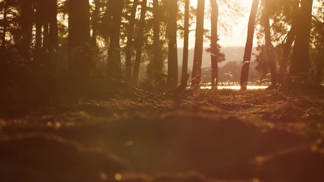 Wooded Pine forest silhouette landscape trees backlit by golden sunlight before sunset with sun rays pouring through trees on forest floor illuminating the tree lifestyle branches outdoors
