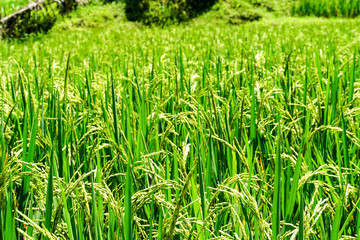 Fototapeta premium Rice terraces and fields in Bali, Indonesia
