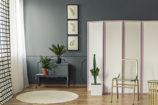 Elegant living room interior with plants on black cupboard next to a white and pink screen with gold chair and cactus at the front