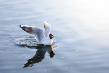 Seagull landed on the water
