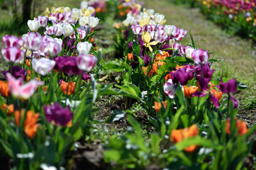 Colors flowers spring 2018 / Lovely Nature from Tuscany 