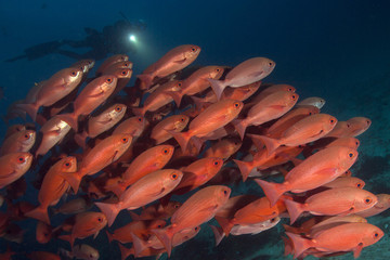 The school of fish in the Ceram sea, Raja Ampat, West Papua, Indonesia