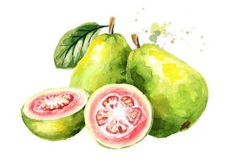 Pink guava fruit composition. Watercolor hand drawn illustration, isolated on white background