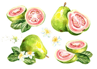 Pink guava fruit set. Watercolor hand drawn illustration, isolated on white background