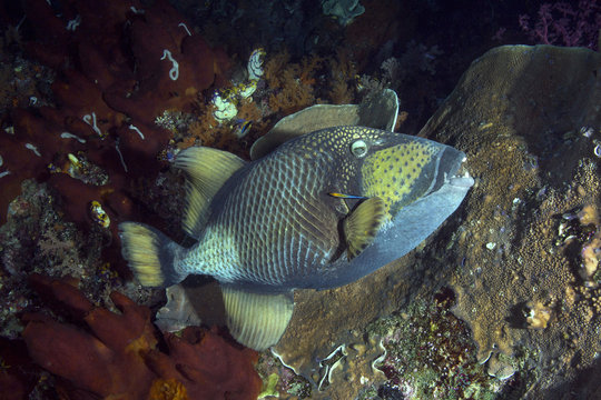 Titan triggerfish  (Balistoides viridescens) and Bluestreak cleaner wrasse (Labroides dimidiatus ). Picture was taken in the Banda sea, Ambon, West Papua, Indonesia