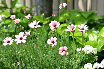 日本の岡山県の高梁市の花
