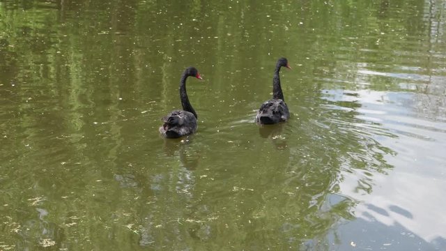 Couple of black swans and ducks swim in the lake of the city park