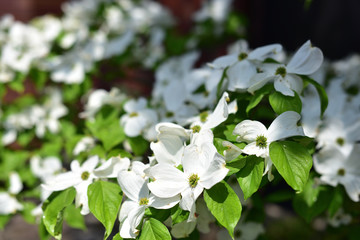 日本の岡山県の高梁市の花