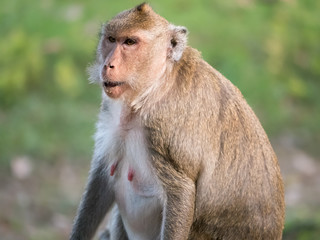 Makake Affe vor Wiese in Asien