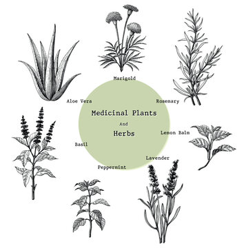 Medicinal plants and herbs hand drawing vintage engraving illustration - a bunch of herbs and herbs 