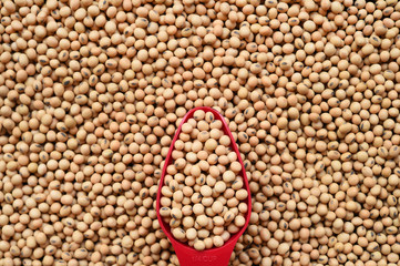close up of soy bean for background
