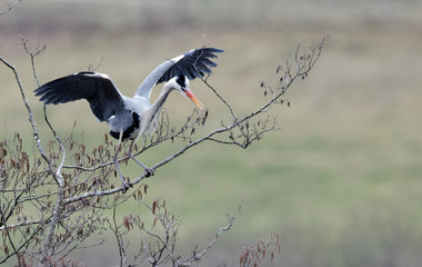 Décollage du héron cendré