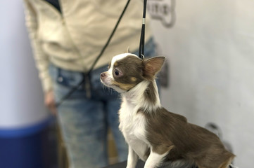Chihuahua dog a companion dog, is considered the smallest dog in