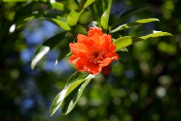 Obraz na płótnie Canvas Garnet.Flowering pomegranate from the gardens of Marmaris 