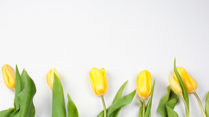 delicate yellow tulips on white background