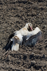 Poisoned white stork ciconia ciconia lay on ground © claraveritas