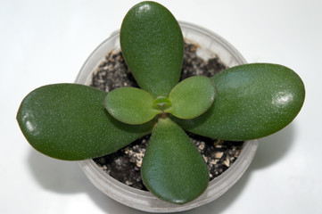 Potted crassula ovata growing on window sill