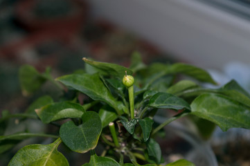 Chili pepper plant with small pod ripening on window sill