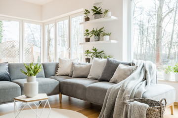 Grey corner couch with pillows and blankets in white living room interior with windows and glass door and fresh tulips on end table