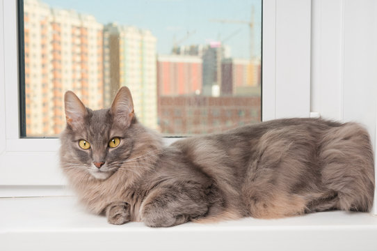 Grooming Pretty Cat On A Window Sill